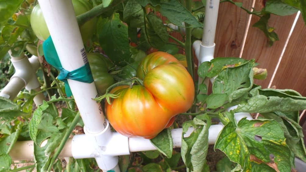 Brandywine fruit photo BrandywineFruit_zps25df5b35.jpg